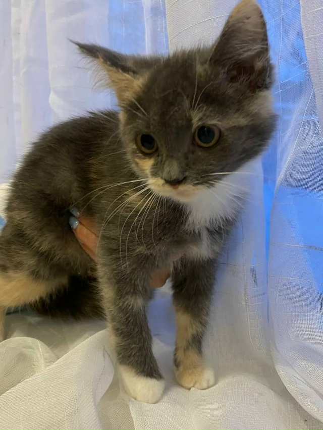 ➡️Кировск
Красивые малыши в поисках дома!!!
Две трёх ц...