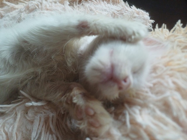 Как ему тяжело без глазика.Беляшик.Игрунчик.Люди помог...