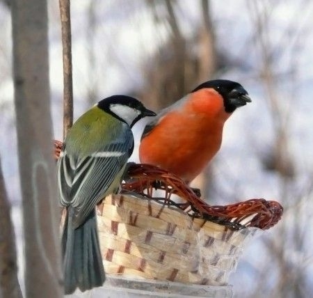 Если есть возможность подкормите птиц! (но не хлебом❗??...