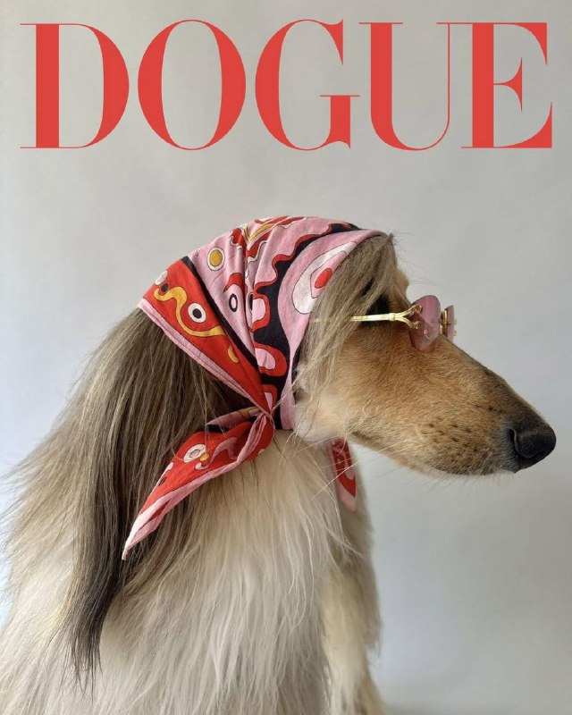 Журнал Vogue назвал самых стильных пёсиков планеты.
Целый месяц редакция разбирала более 50 тысяч ф