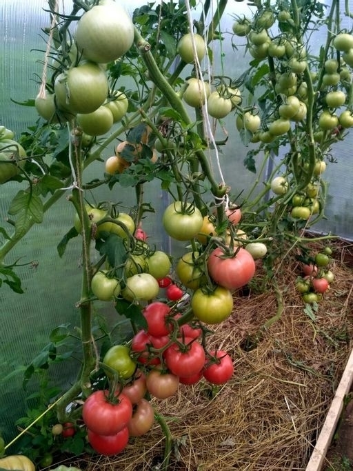 5 декабря пятница, на продовольственной части рынка СЕ?...