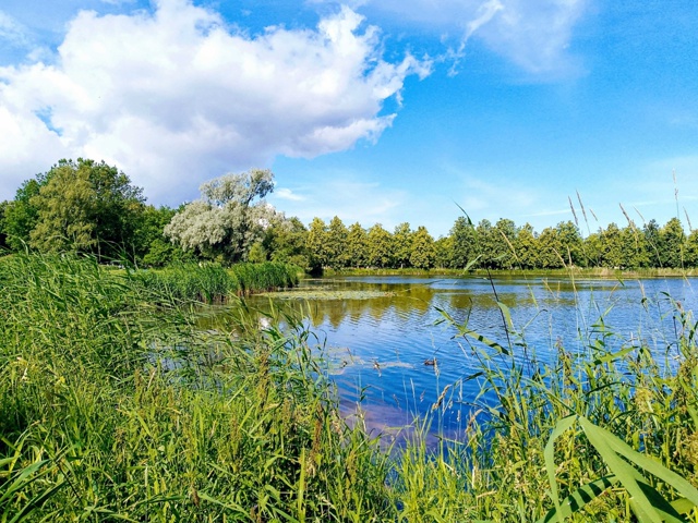 В Колонистском парке Петергофа