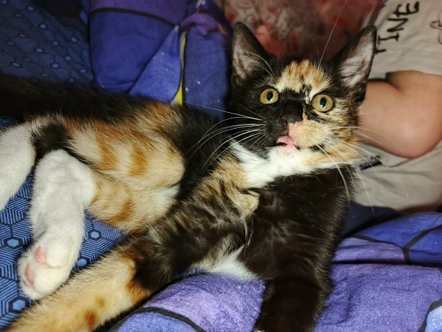 Кошечке очень нужен дом и любящая семья,ей четыре меся?...