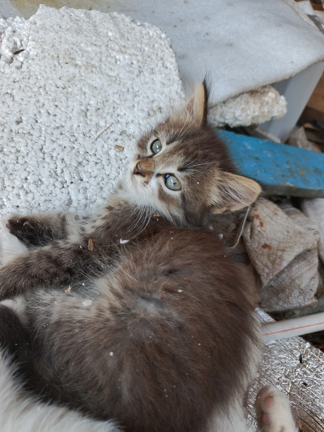 Котятки ищут любящую семью)
Все умнички)