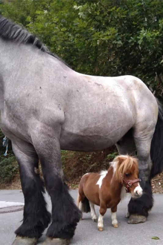 В Германии живёт самый маленький конь — взрослый жеребец по кличке Пумукель
Из-за генетической особ