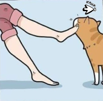 Извечный сюрприз от любимого котика)😂