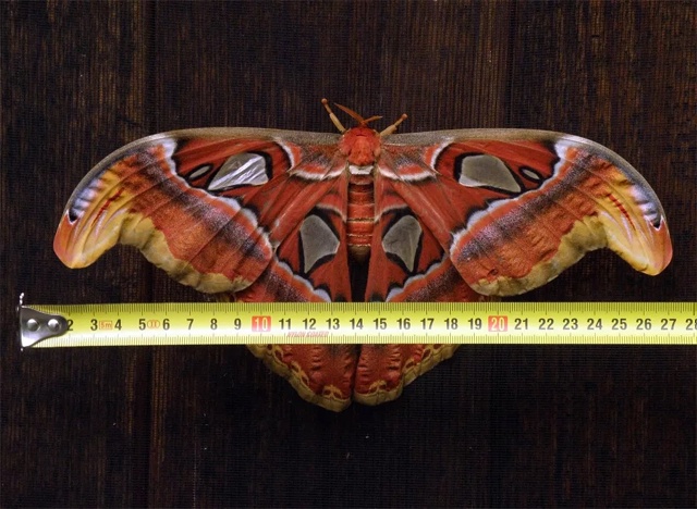 Attacus Atlas — удивительная бабочка, замаскированная под з?...
