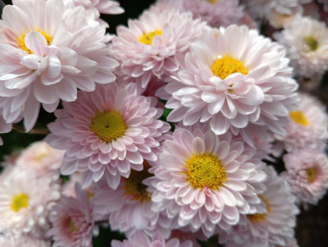 Никитский Ботанический сад
Бал Хризантем 2025г
Фото: Ко?...