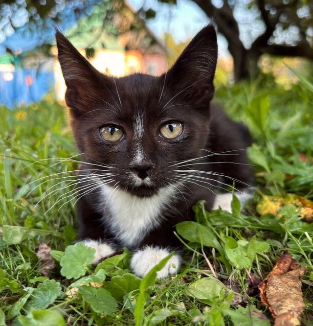 Отдам котят в добрые руки.