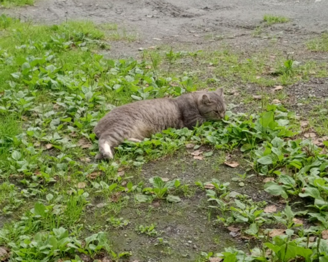 Потерялась кошка. Окрас дымчатый. Район 
