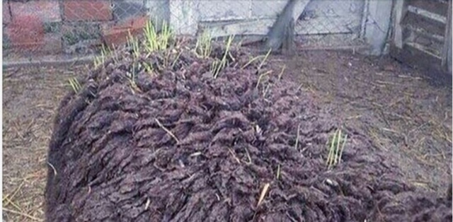 Неделя была дождливой и на моих овцах выросла трава…