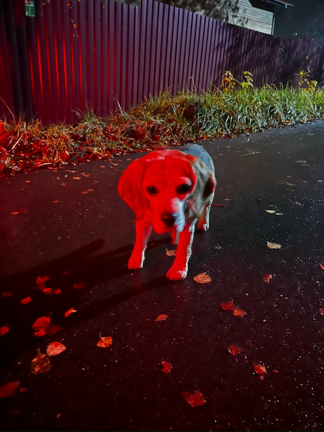 Янино 2, частный сектор. Возможно, чья-то потеряшка…воз...