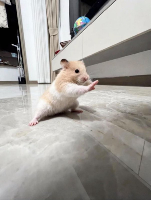 🐹Я написала маме вопрос: "Как поживает хомяк у моих родителей?", и она прислала мне эту фотографию