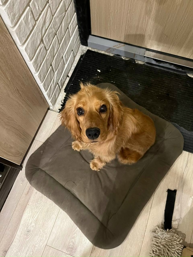 ПОТЕРЯЛАСЬ СОБАКА!!!
пожалуйста помогите найти собаку ...