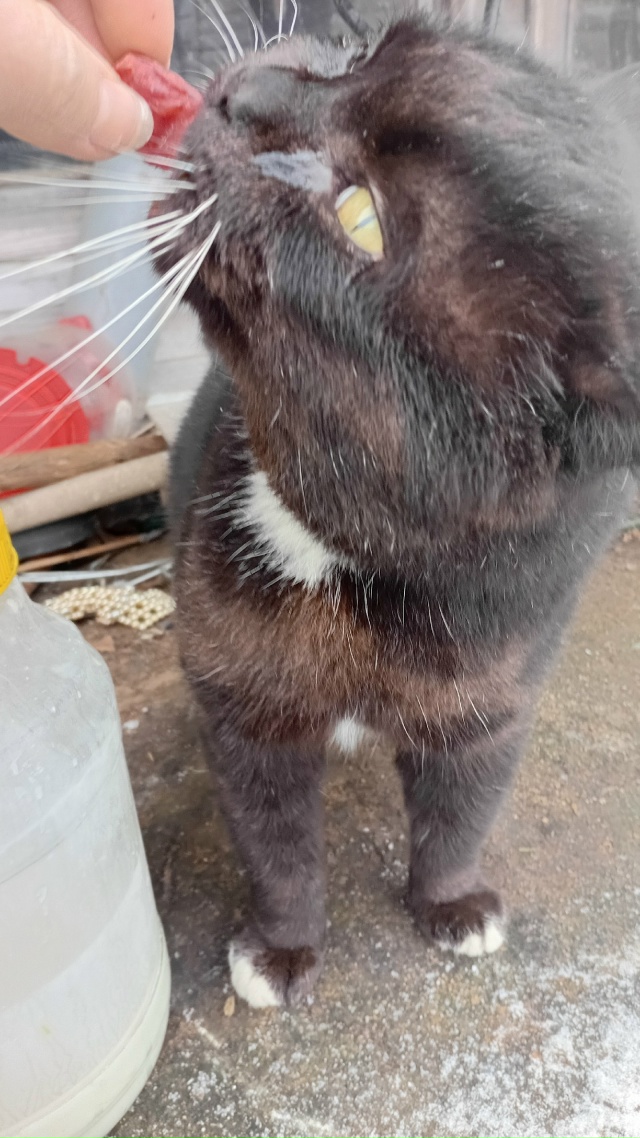 Подкинули котика, живёт на улице.
Кормлю его, но домой ?...