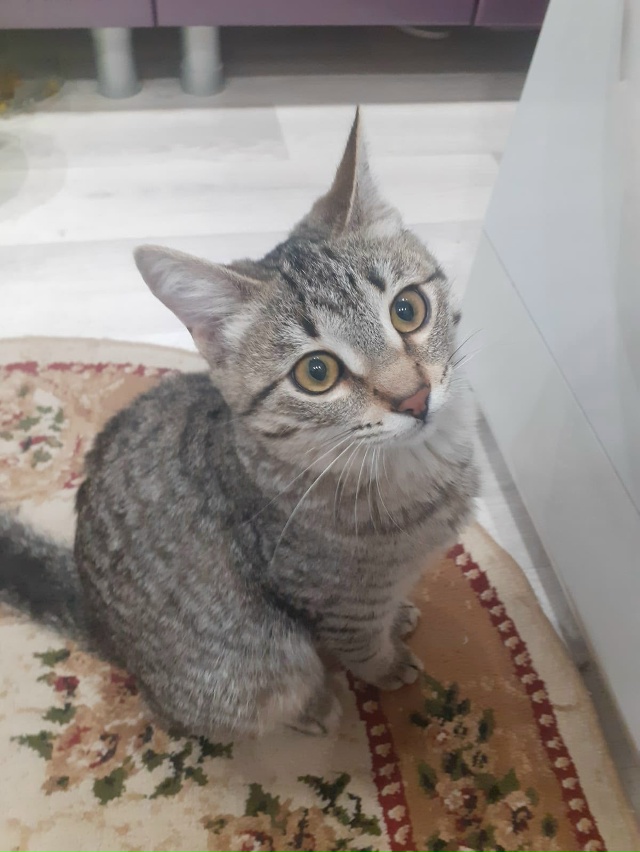 Пристраивается молоденькая кошечка в добрые ручки,под...