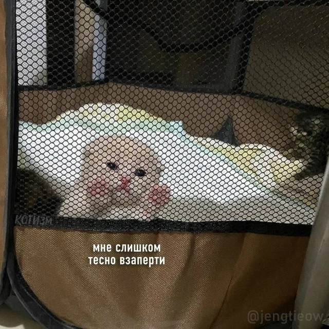 KиШ пo-котейски