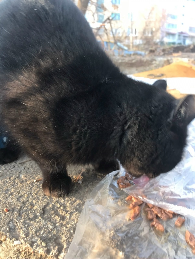 Животные
1. Кому нужен котик, сидит около магазина « Св?...