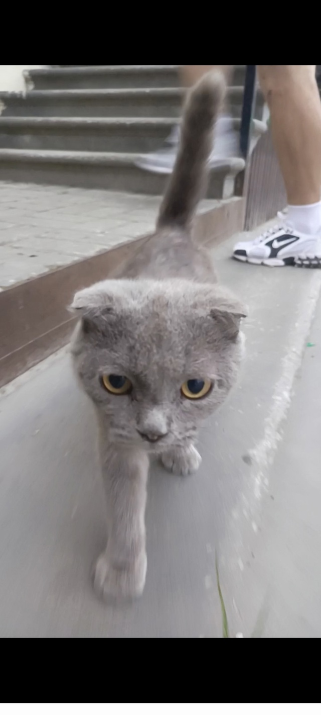 Наигрались и выбросили . Пока здоровая , чистая котейка...