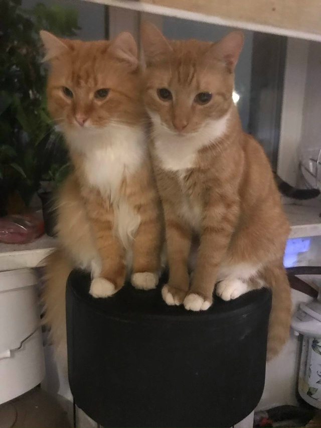 Бубик и Валера. Рыжее к Рыжему)