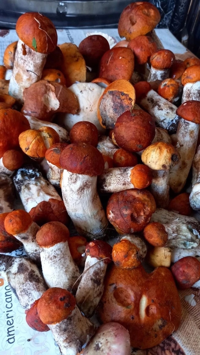 Красавчики грибочки.