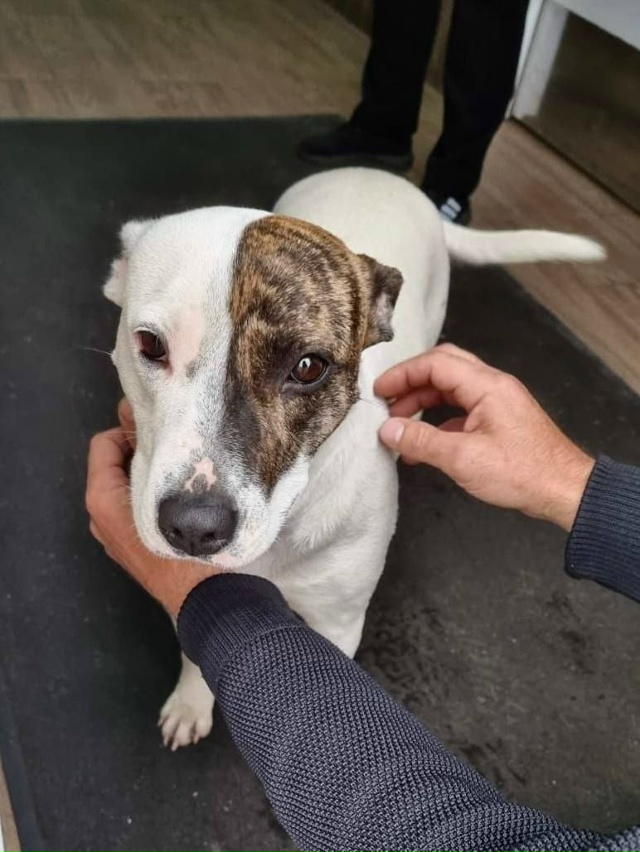 ⚠ Найден(а) собака
📍 Московская обл., г. Коломна
29.10.2025?...