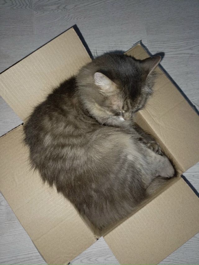 Коробочкин Маркиз Алексеевич 😁