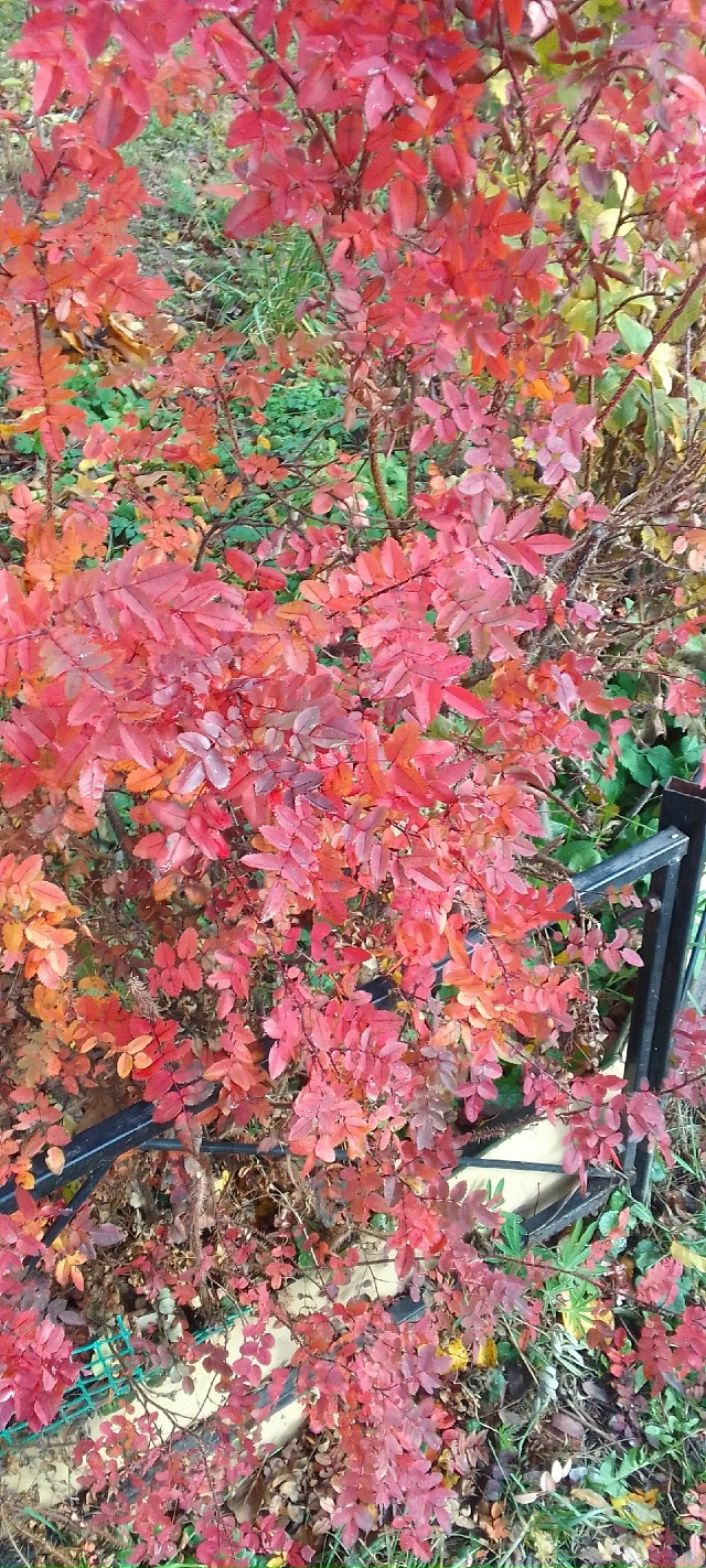 Осенние краски осени