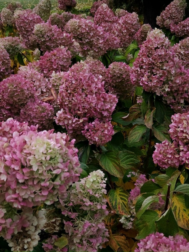 Удивительная осень в парке 