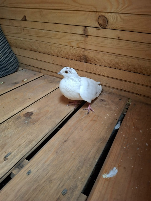 Добрый день! Может, кто ищет, второй день у нас. Не улет?...