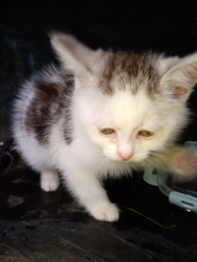 Нашли котят девочки несколько дней под забором лежали ...