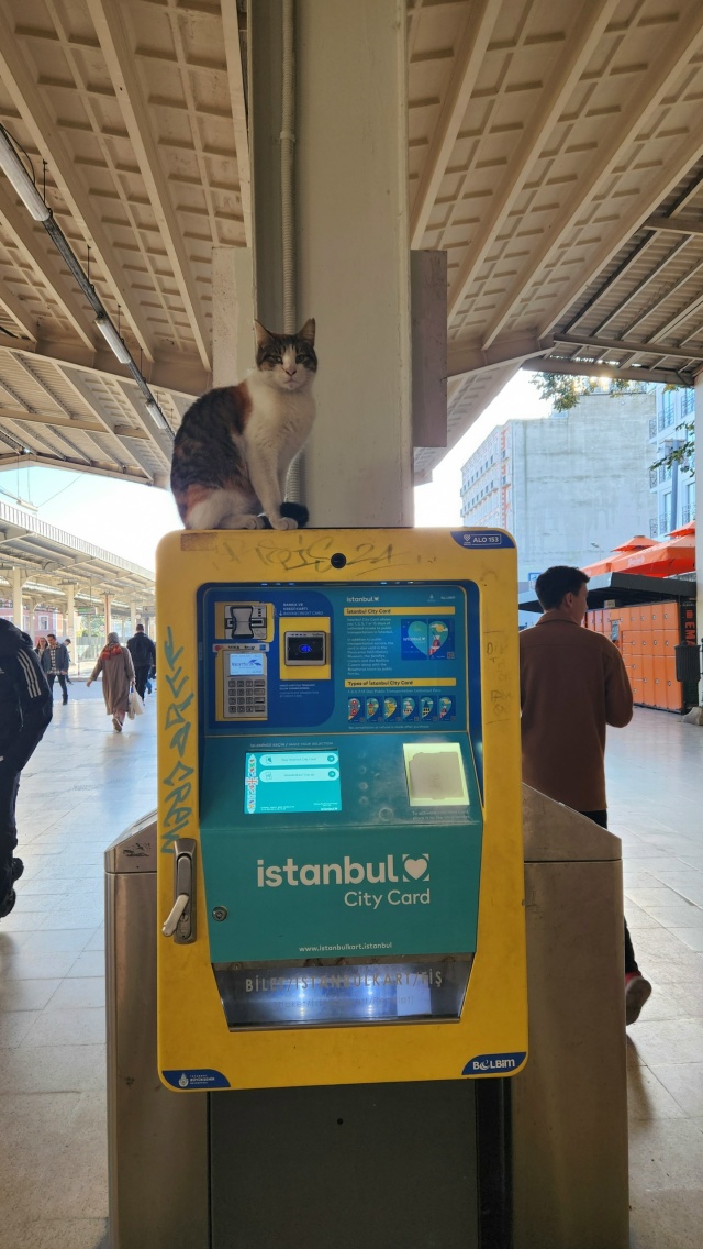 Котики Стамбула