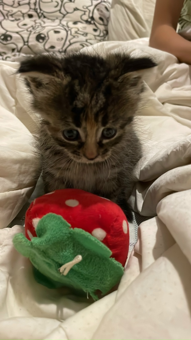 Вчера забрали вот это счастье ❤️спасибо хозайнам