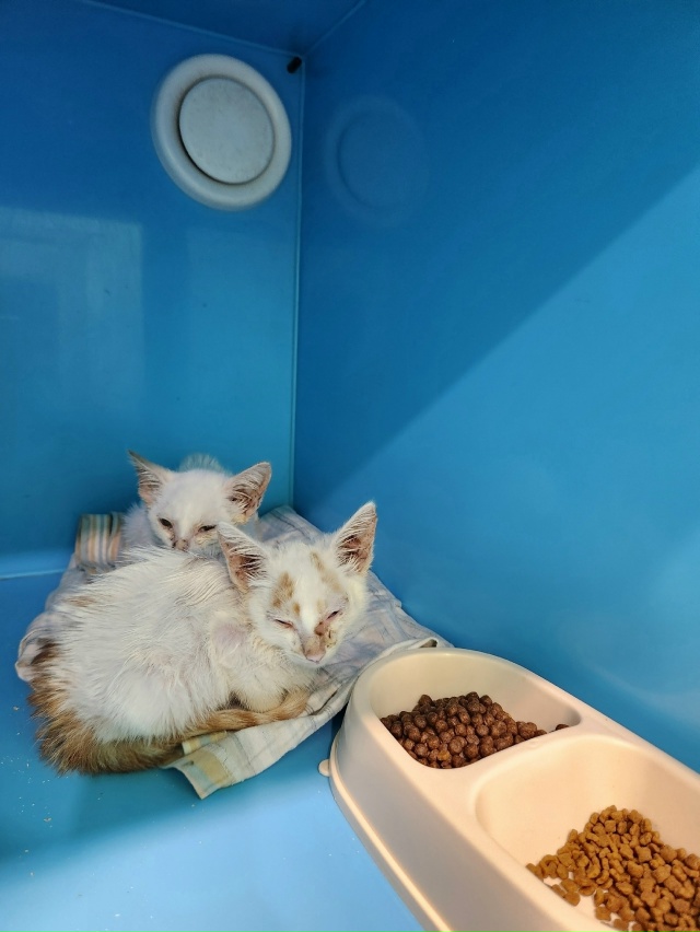 ВОЛГОРЕЧЕНСК ❗
ДВУМ БРАТИКАМ, БИБЕ И БОБЕ ОЧЕНЬ НУЖЕН...