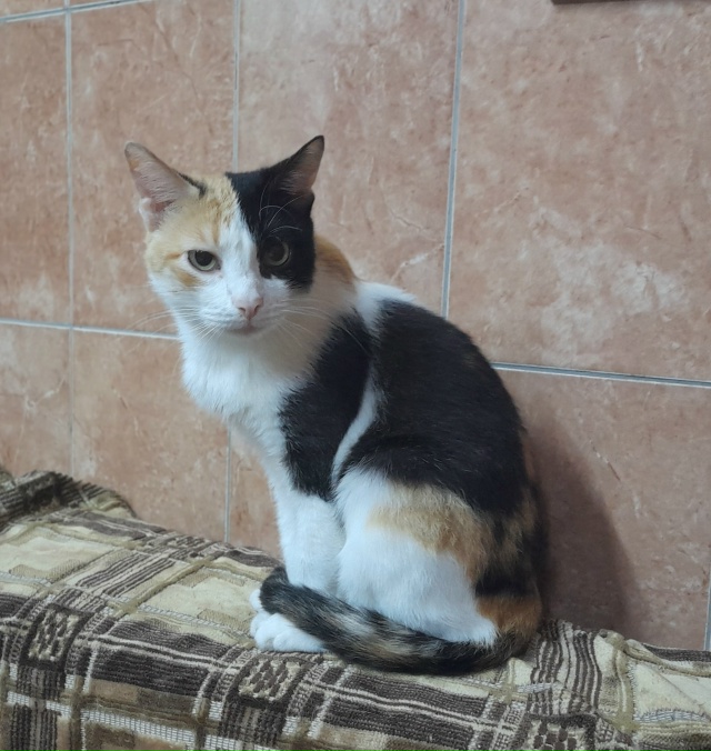 ЛЮСЯ В ПОИСКЕ ДОМА 🏠.
А вы знает, что️
К счастью трехцв...