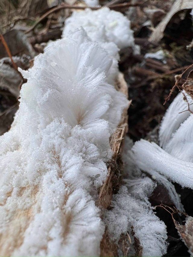 «Ледяные волосы» появились в cаду Соловьёв — редкое пр...
