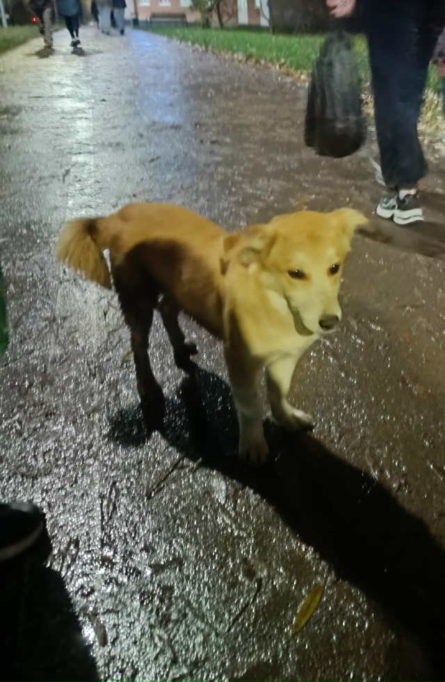 Чья рыженькая собачка??? маленькая крошка размером с ли...