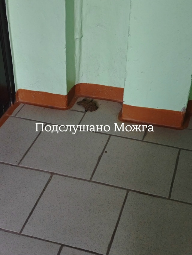 ‼️ Микрорайон Наговицынский дом 33, подъезд 4. Совесть ?...