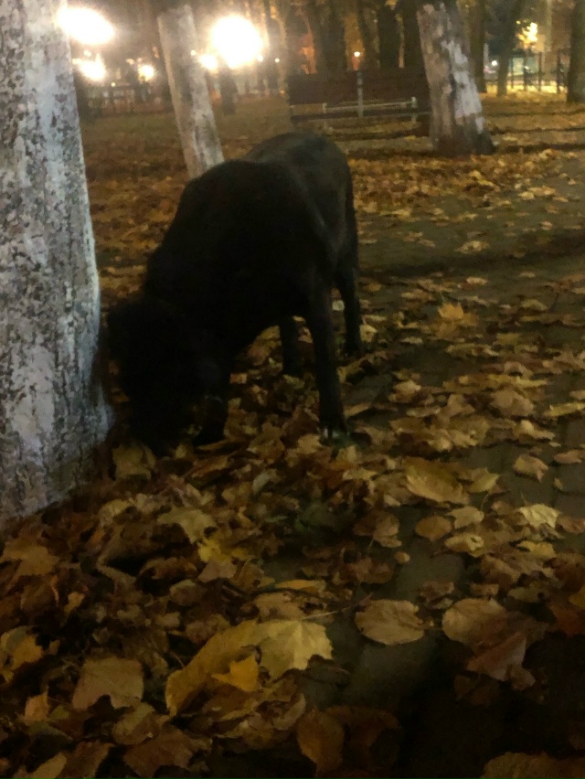 Чей потеряшка бегает в парке у Макс бургера?