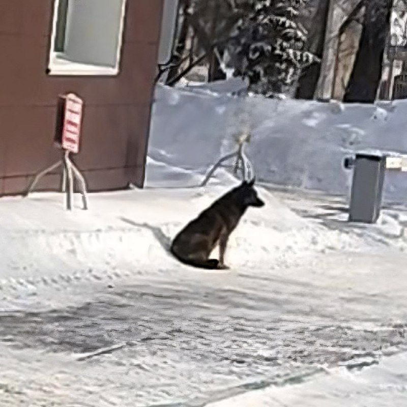 Россияне массово отменяют «Додо Пиццу» из-за скандала в Челябинске — там уволили курьера за то, что