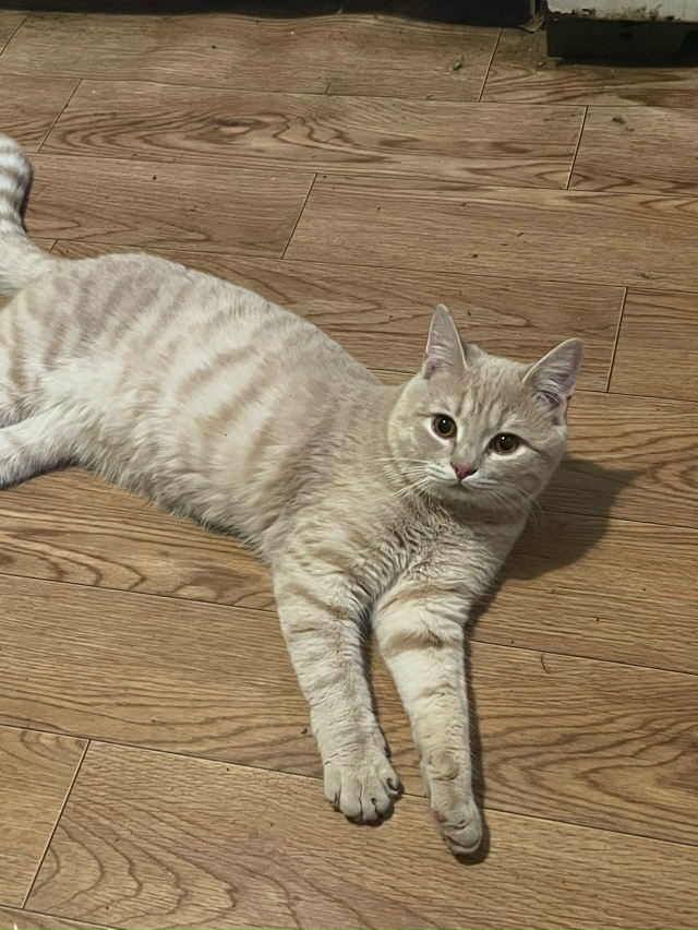 Пропал кот
Откликается по кличке Маркиз, если кто виде...