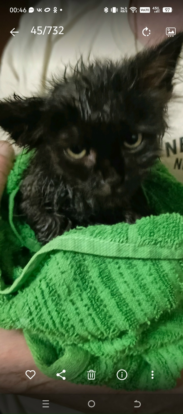 Анон. На Почтовой потерялся котёнок, Дымчатого цвета, п...