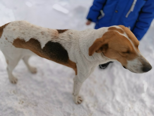 Прибилась собака , очень ласковая с ошейником.
Обращат?...