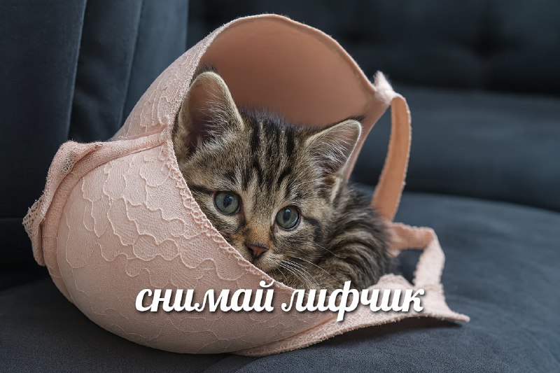 Сегодня отмечается Всемирный день без бюстгальтера
В этот день тянки могут ходить без лифчика и все