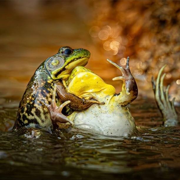 👉Объявлены финалисты конкурса самых смешных фото дик...