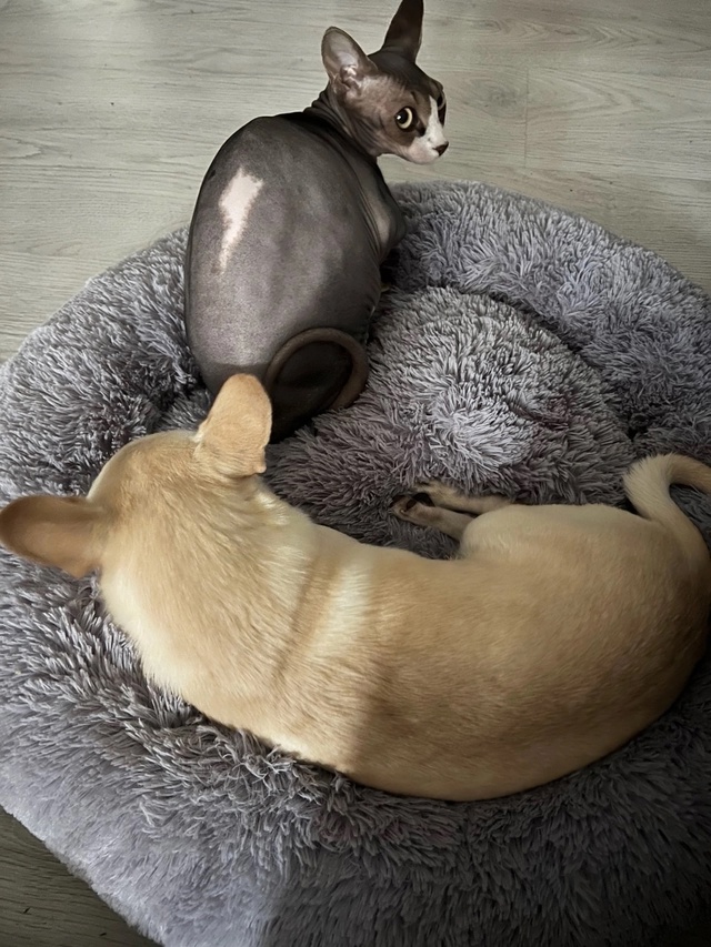 Тут снова мы-Иззи и Ви!
Года идут ,а кошки не взрослеют???...