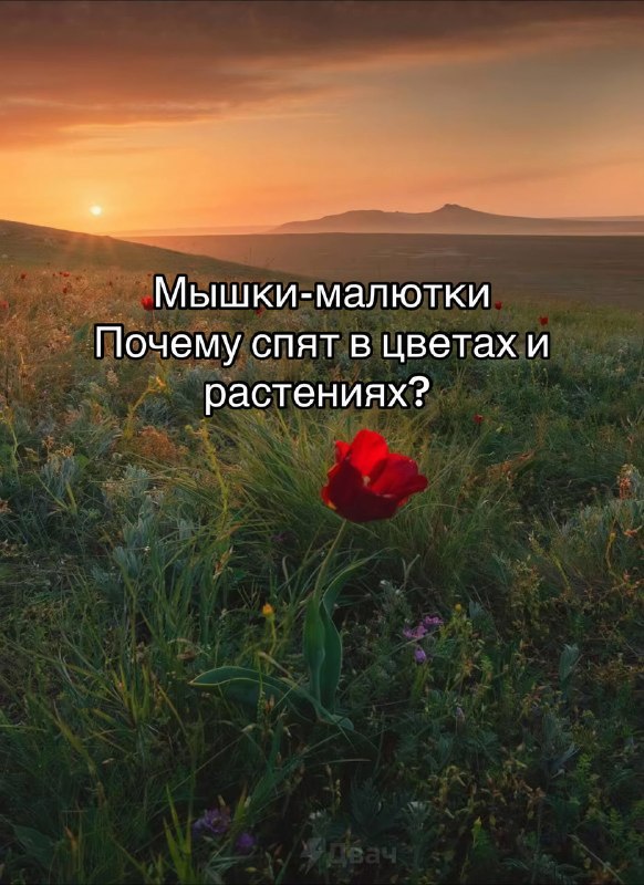 Забудьте на время обо всех плохих новостях — посмотрите интересные факты про жизнь мышки-малютки