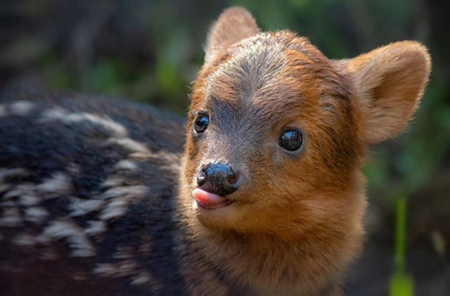 Милота дня: пуду — самый маленький олень на планете.
?...