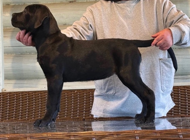 ?Продаются щенки кане корсо – элитные крови, идеальн?...