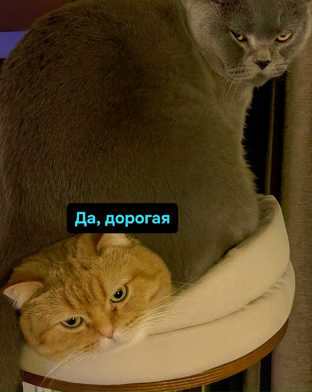 Брак — это компромисс. Ты молчишь, а она делает, как хоч...